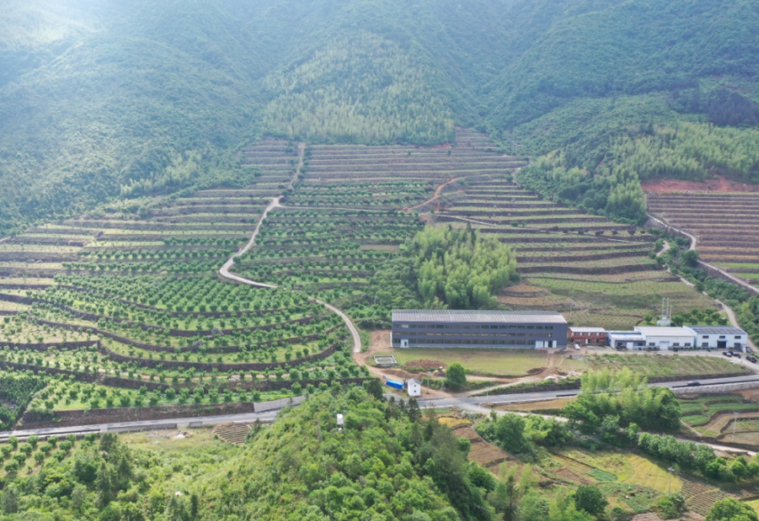 淳安县枫树岭镇群聚家庭农场